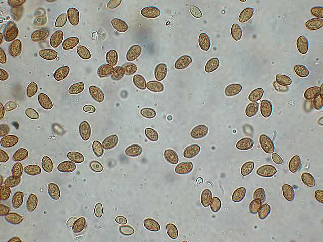 Galerina marginata (Batsch) K�hner